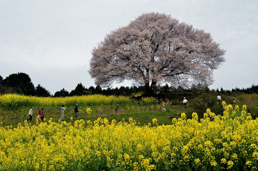 山桜と菜の花