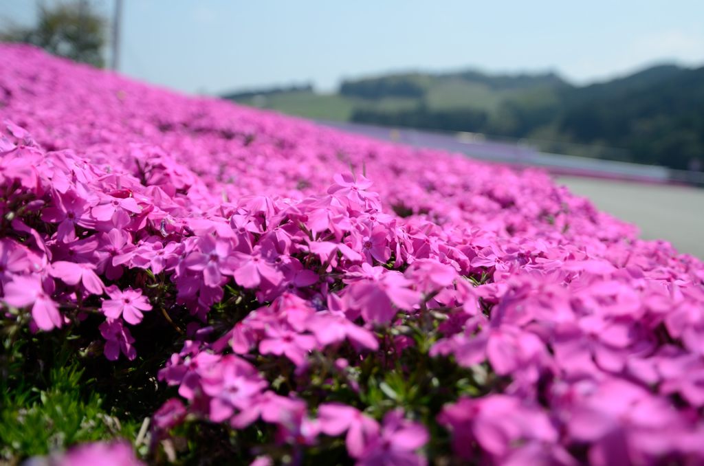芝桜