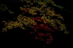 曲渕水源地～紅葉