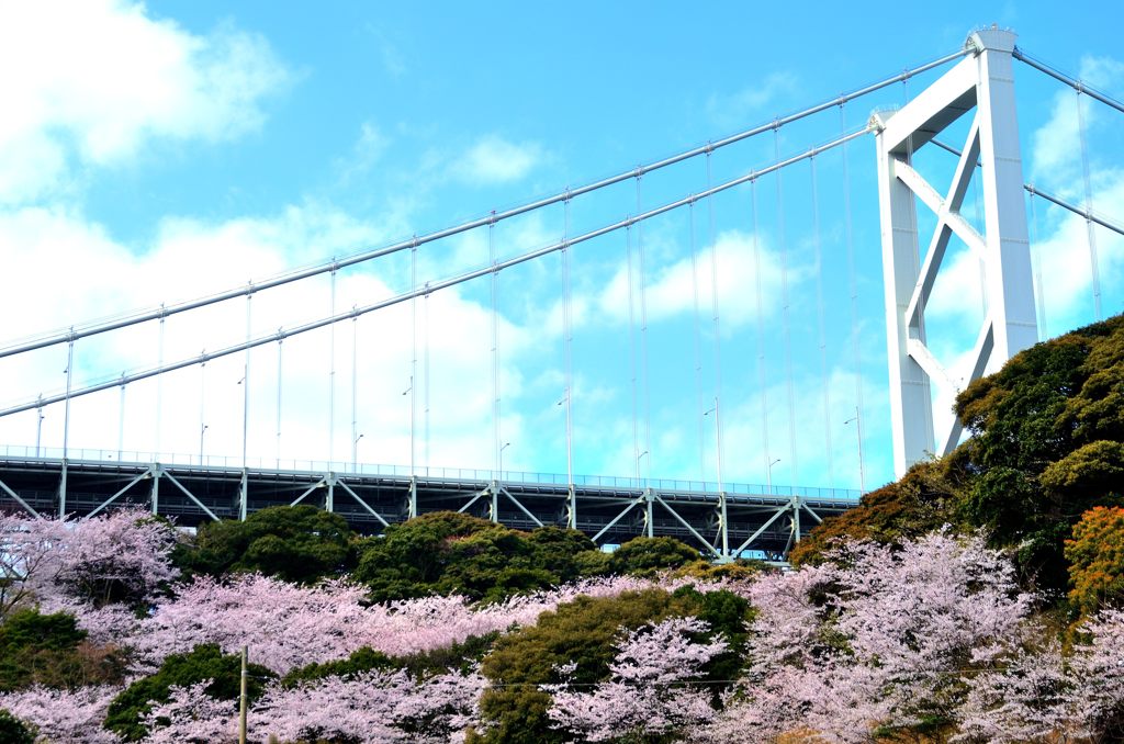 関門橋と桜