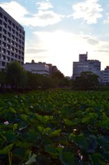 町＆蓮