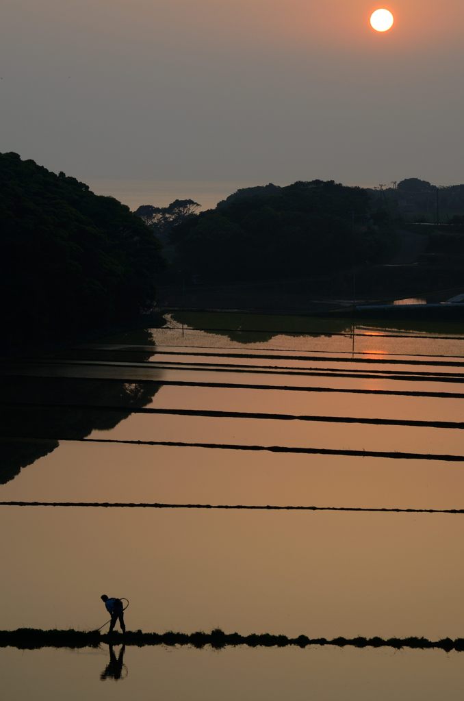 水田と夕陽2