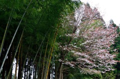 竹林と桜