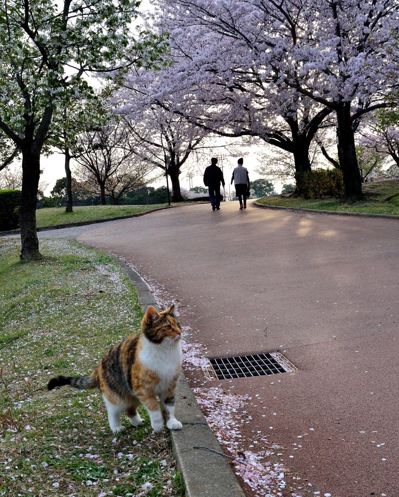 花見する猫