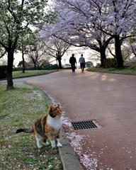 花見する猫