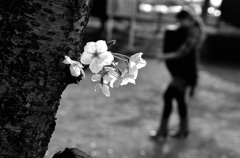 桜～子守
