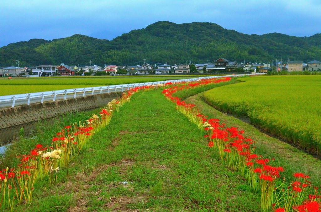 彼岸花