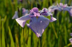 菖蒲
