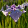 菖蒲