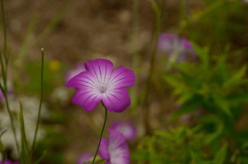 絵見たいな花