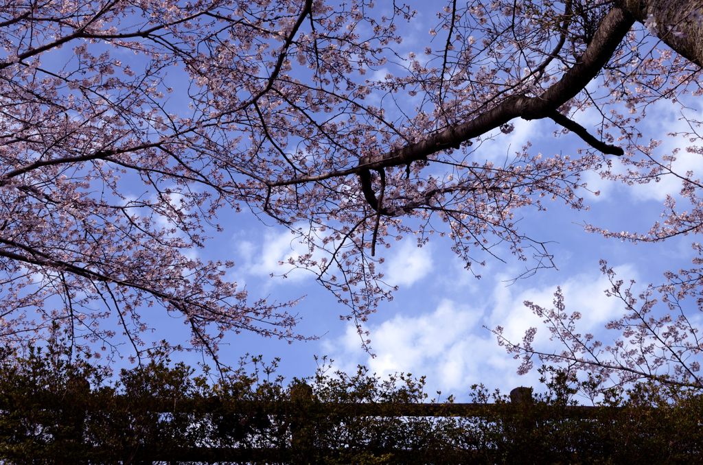 桜＾＾