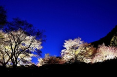 夜桜  *･゜ﾟ･*:.｡..｡.:*･'(*ﾟ▽ﾟ*)'･*:.｡. .｡.: