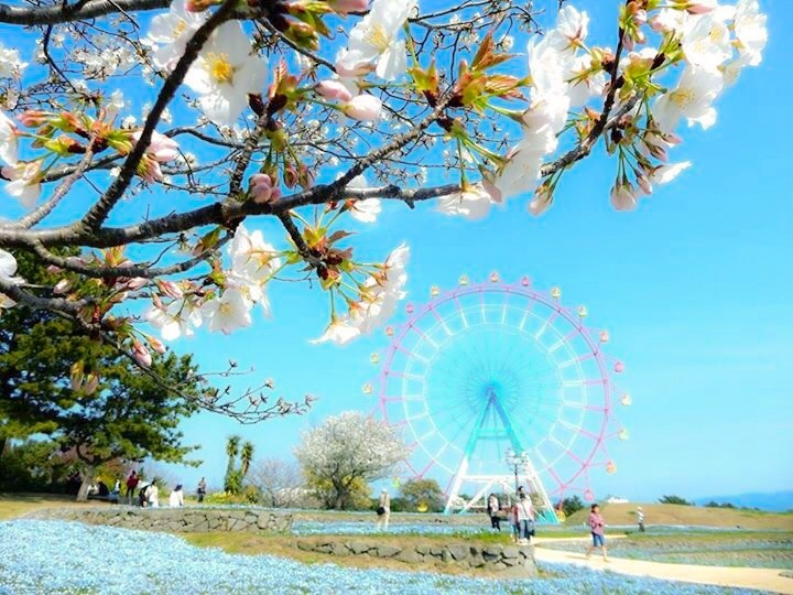 観覧車と桜
