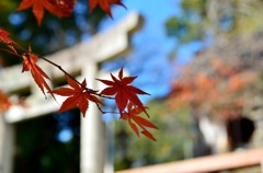 武雄～有田の秋巡り