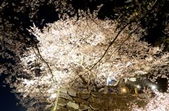 ライトアップ夜桜