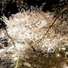 ライトアップ夜桜
