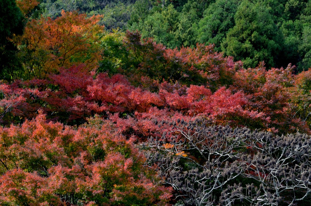 曲渕水源地～紅葉