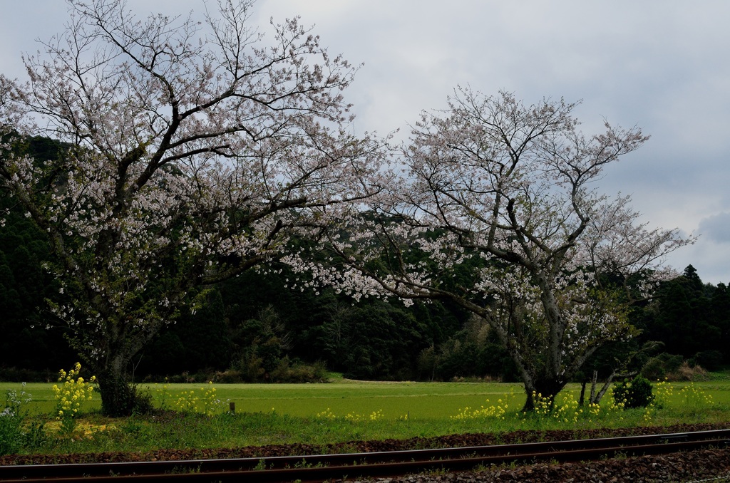 線路と春風景