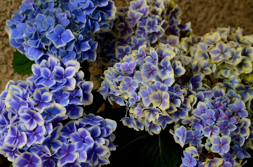 紫陽花２