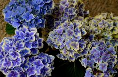紫陽花２