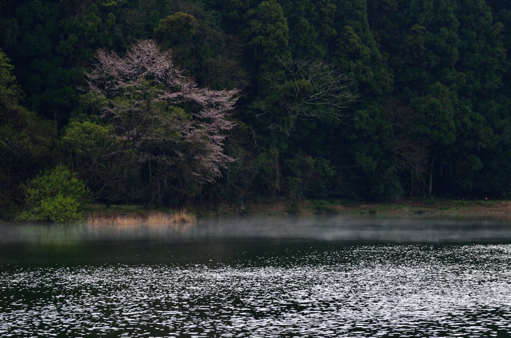 湖面と桜