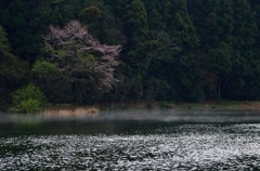 湖面と桜