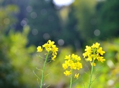 菜の花の向日には