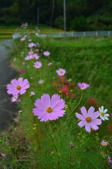 秋桜