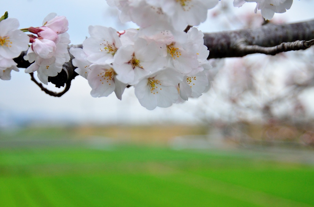 ２０１３～桜２