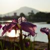 遠くには小富士