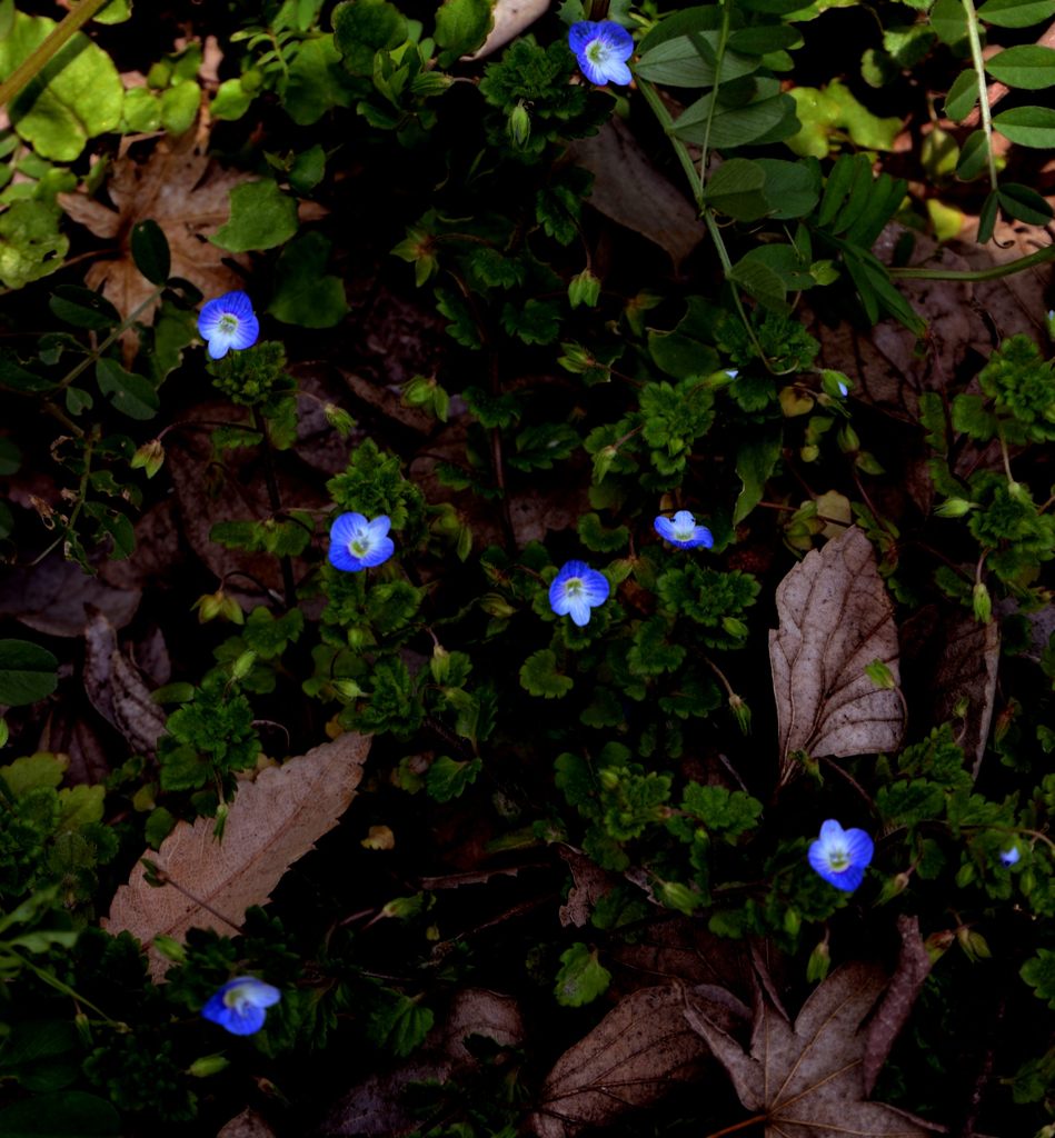 おまけ(笑)オリオンの花