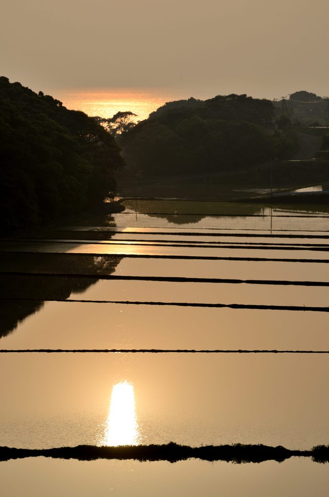 水田と夕陽３