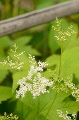 恋愛運の花かな～＾＾