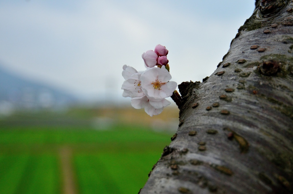 ２０１３～桜３
