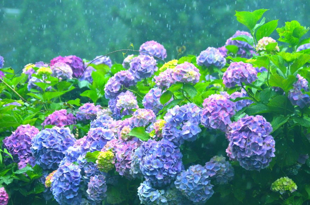 どしゃぶり雨の中で～