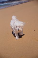 愛犬シロ＾＾