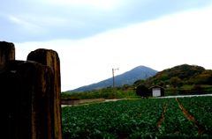 キァベツと小富士
