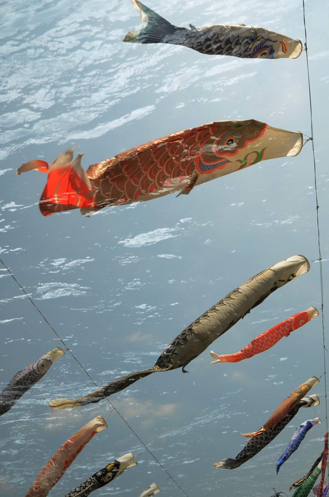 優雅に泳ぐ鯉のぼり