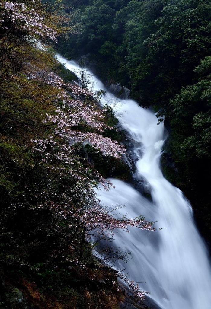 滝と桜 (^-^)/