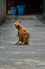 かゆ～い