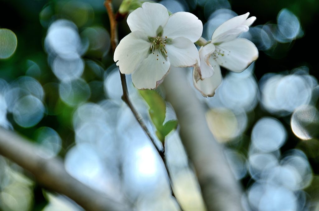 兄弟桜