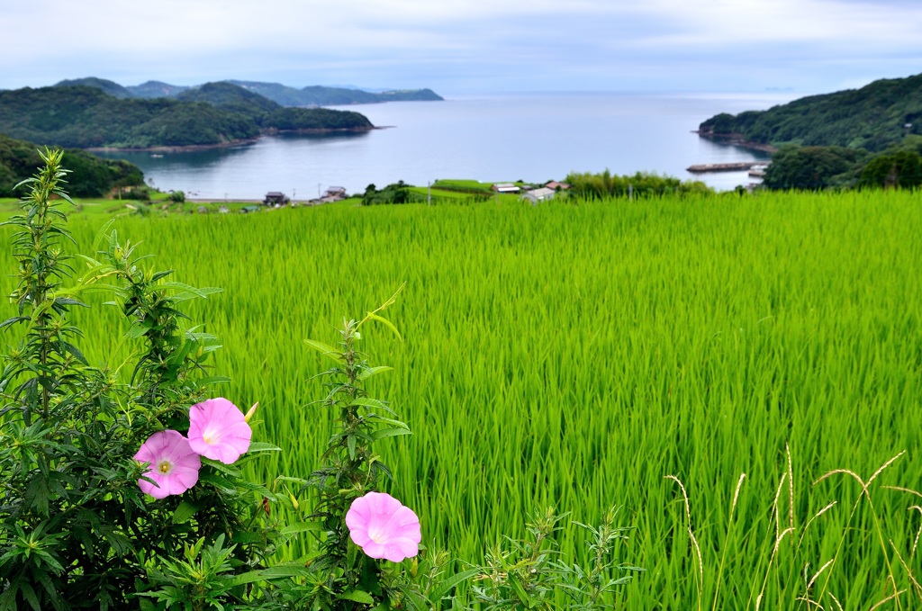 海辺のとある風景