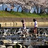 春ですね＾＾