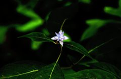 一輪の花
