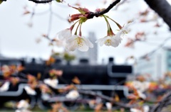 SLとSAKURA