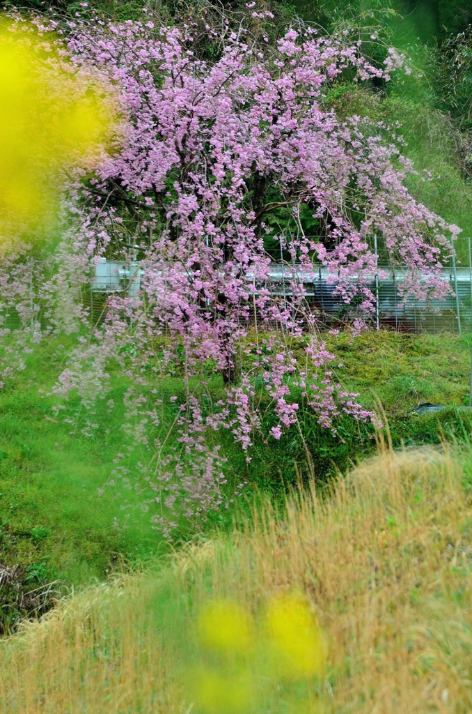 しだれ桜
