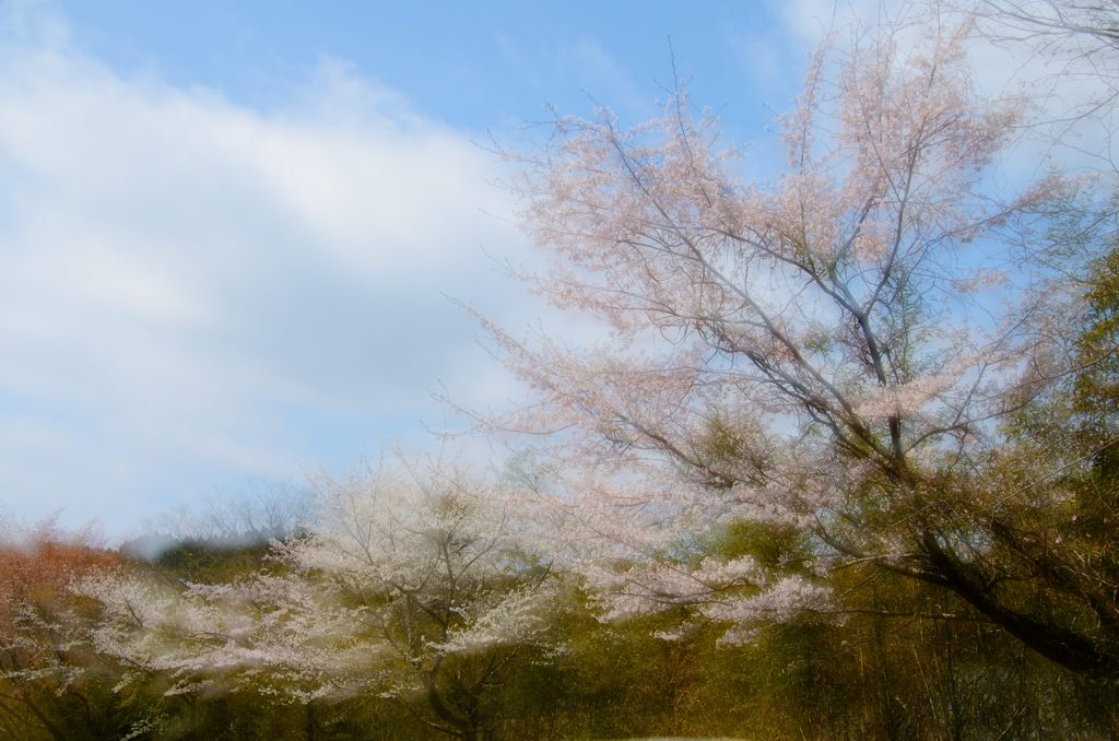 桜～またね。
