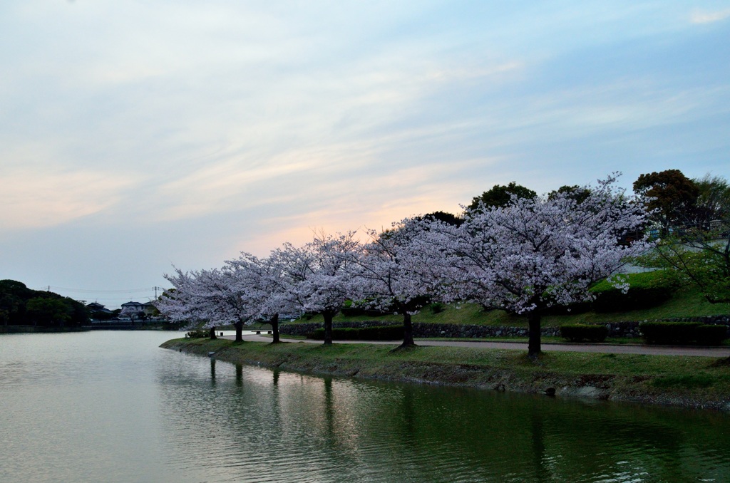 桜夕景