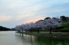 桜夕景