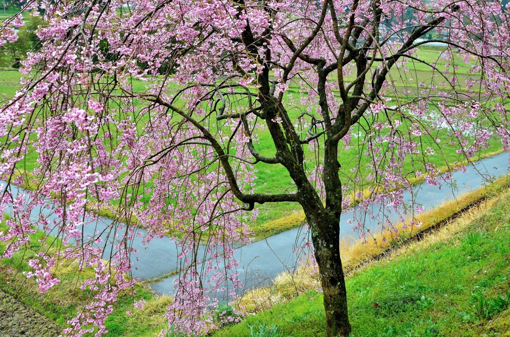 しだれ桜